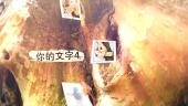 梦幻森林浪漫婚礼纪念相册场景5预览图