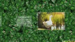 中国传统二十四节之立夏宣传视频场景3缩略图