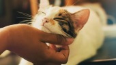 可爱萌萌哒猫咪相册视频场景1预览图