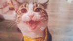 可爱萌萌哒猫咪相册视频场景10缩略图