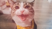 可爱萌萌哒猫咪相册视频场景9预览图