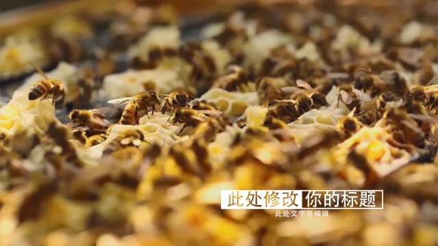 蜜蜂养殖野生蜂蜜广告宣传视频场景2预览图