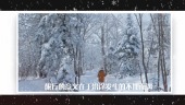 简洁唯美冬季节日旅游宣传展示场景10预览图