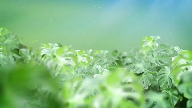 绿色清新植物介绍展示视频缩略图